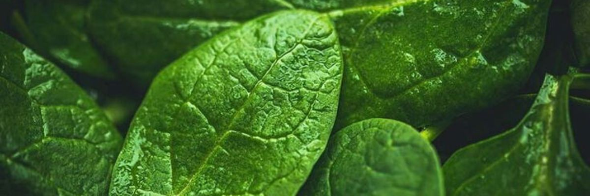 Jugo verde detox jengibre apio espinaca kiwi manzana limón Receta La Carañola